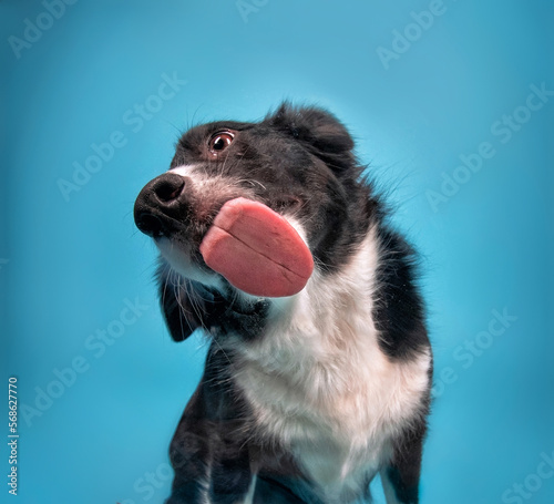 Cute photo of a dog in a studio shot on an isolated background