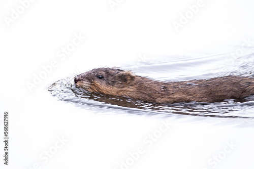small muskrat swimming in water during winter