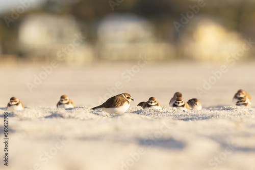 Semipalmated plovers (Charadrius semipalmatus) in the sand at Lido Key, Florida