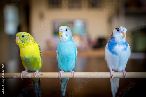 Three parakeets on a stick in the house