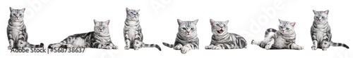 Cute cat collection isolated on white transparent background.. British shorthair silver tabby kitten breed, purebred