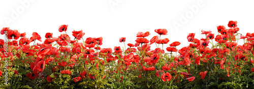 Field of red poppy flowers on white transparent background. 3D rendering illustration.