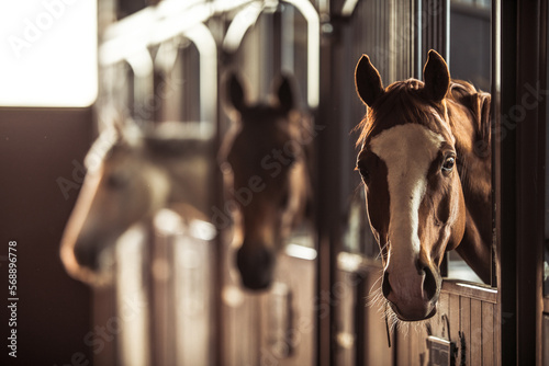 Happy Horses in Modern Stable