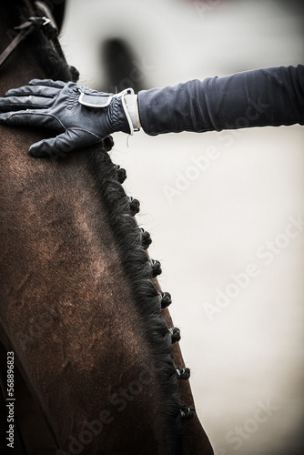 Rider Stroking the Horse's Neck Closeup