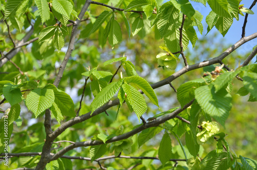 A branch of an elm tree (Ulmus) grows in nature.