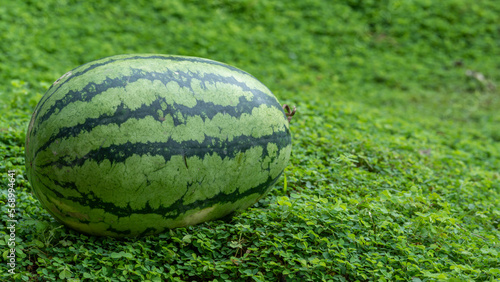 A freshly harvested ripe and sweet watermelon is ready to be eaten.