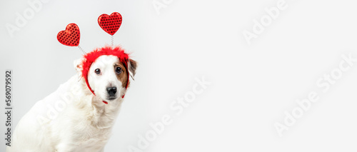 Portrait of a white dog with hearts on his head. Valentine's Day Concept. Congratulations, love and romance.