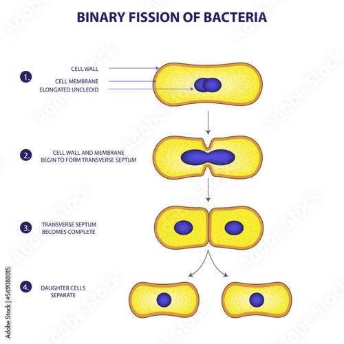 Binary fission process of bacteria diagram png