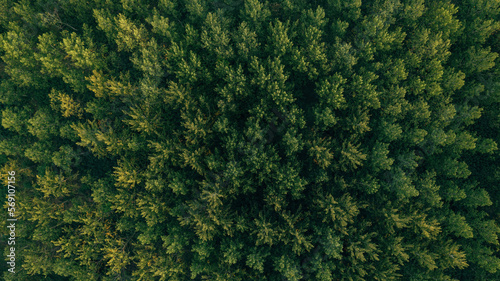 Top view aerial shot of green cottonwood forest landscape from drone pov in summer afternoon