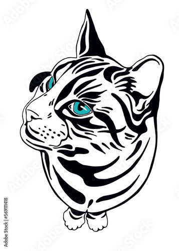 Duży biało-czarny pręgowany domowy kot z niebieskimi oczami. Rysunek wektorowy, tatuaż, ilustracja, kotek
