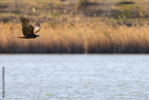 Hace unos días, estuve en un parque natural cerca de Barcelona cuando vi este aguilucho lagunero occidental (Circus aeruginosus). Este estuvo cazando algún pato durante horas. Incluso, intentó cazar u