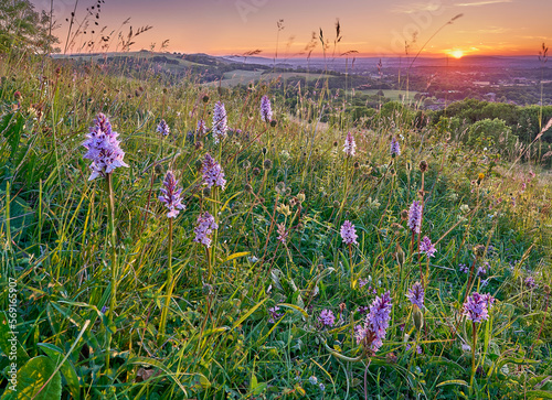 Species Rich chalk grassland with orchids on the South Downs in Sussex