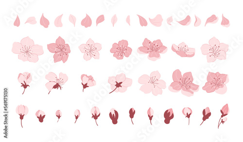 Sakura cherry blossom. Japanese cherry petals, falling spring flowers and sakura season vector icons set