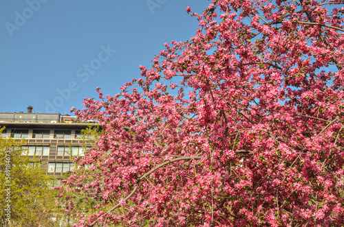 blooming fruit trees in Maçka Demokrasi Park (Sisli, Istanbul, Turkey)
