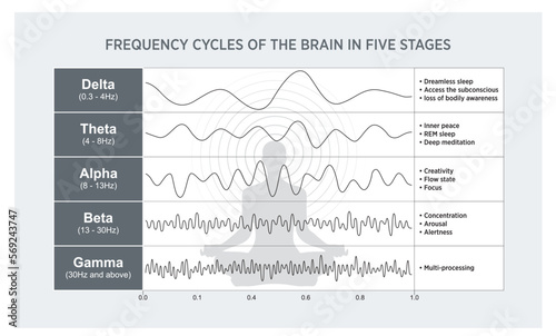 An oscillation diagram of the human brain with explanation. The types and amplitude of human rhythms. An illustration in vector format.