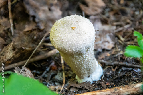 Lycoperdon perlatum, popularly known as the common puffball, warted puffball, gem-studded puffball, wolf farts or the devil's snuff-box, is a species of puffball fungus in the family Agaricaceae