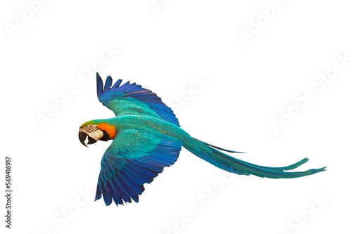 Colorful parrot flying isolated on transparent background png file. High quality instant download parrot png 