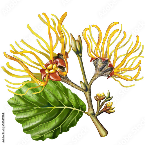 Escoba de bruja (Hamamelis virginiana). Avellana de la bruja. Planta originaria de Estados Unidos. Astringente y sedante. 