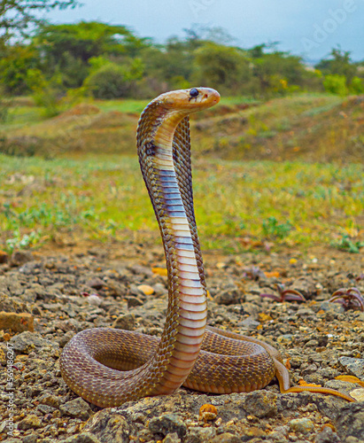 Indian spectacled cobra with hood upright, Naja naja, Satara, Maharashtra, India
