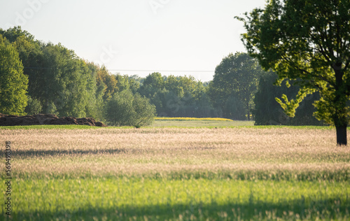 Field with grain in spring. Growing up fresh plants and green grain. Rural landscape in spring.