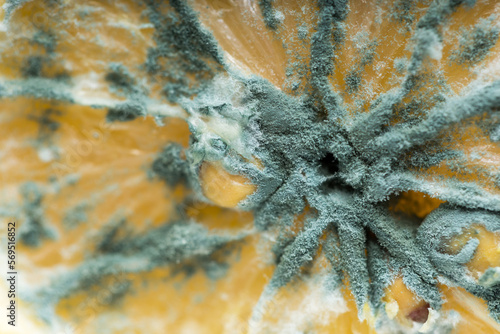 Macro close up of mildewed musty unfresh lemon cut in two parts with green mold on white plate