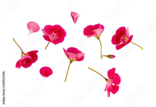 Set of pink flowers and geranium petals. Floral isolated design element, top view / flat lay.Set of pink flowers and geranium petals. Floral isolated design element, top view / flat lay.