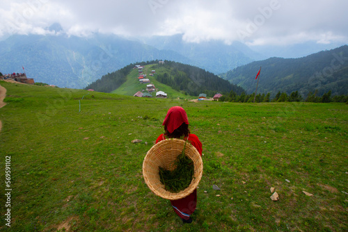 Women with baskets carrying tea in the Kackar mountains