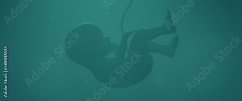 Illustration of a human fetus in the process of maturation