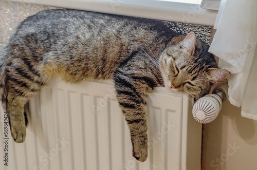 Striped cat sleeps on a white radiator