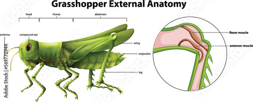 Illustration showing the external anatomy of a grasshopper