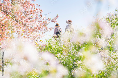 春の多摩川河川敷 お花見 散歩【イメージ素材】 Scenery along the Tama River in spring - Tokyo, Japan