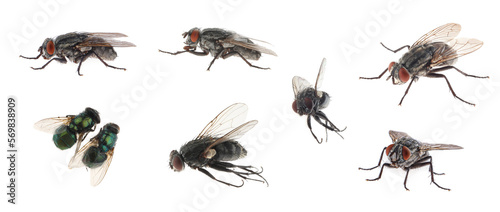 Collage with different common flies on white background