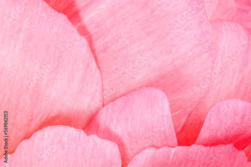 pink petals of peony flower