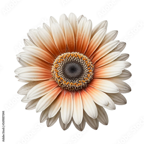 chamomile on a transparent background