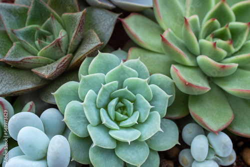 Colorful succulent rosettes, top view. Composition of succulents for a poster, calendar, post, screensaver, wallpaper, postcard, banner, cover, website. High quality photo