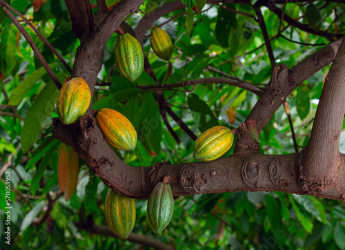 Cacao tree branch filled with ripe yellow fruit.
