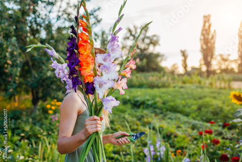 Woman gardener holding bunch of fresh gladiolus in summer garden. Farmer picked bouquet of flowers