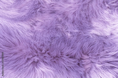 Purple fur texture top view. Purple or lilac sheepskin background. Fur pattern. Texture of lilac shaggy fur. Wool texture. Sheep fur close up