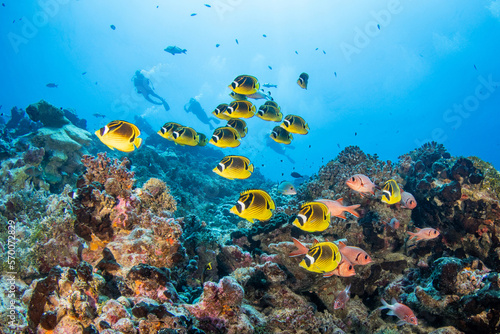Reef life, French Polynesia