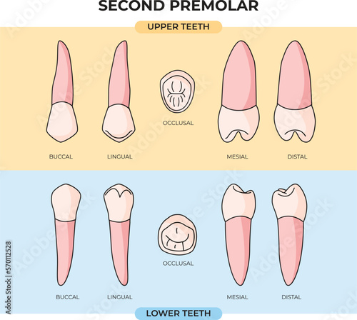 upper and lower Second Premolar teeth in various angles that can be used for infographics