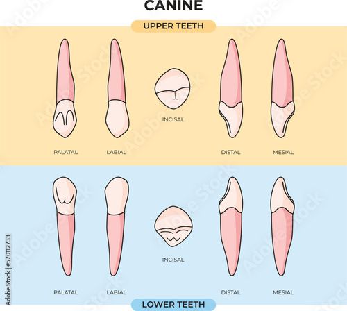 anatomy of the upper and lower canines in various positions that can be used for education