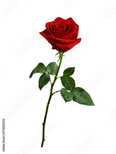 Dark red rose with green leaves isolated on white background