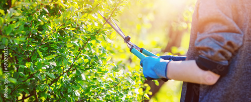 Gardner trimming branches of the bush by manual scissors.