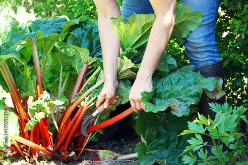 Woman at gardening is harvesting rhubarb 