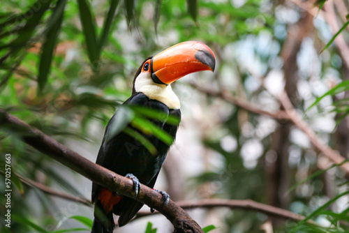 Tucán en la selva