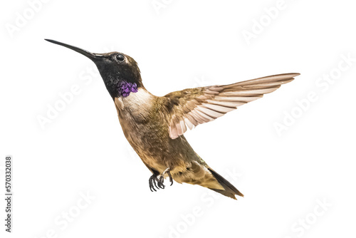 Black-chinned Hummingbird (Archilochus alexandri) Photo, in Flight on a Transparent Background