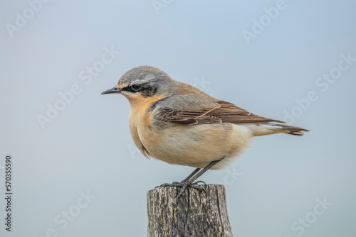 wheatear, Oenanthe oenanthe, male, perched on a post in the spring in the uk