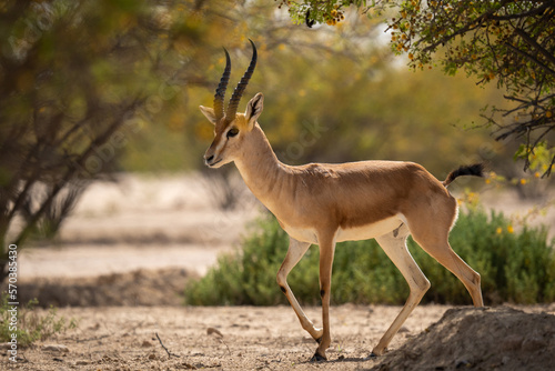 Al marmoom conservation desert, arabian sand gazelle grazing. Near Al qudra lakes.