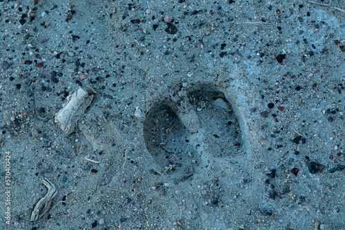 Cow Hoof Print