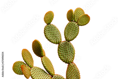 Orange bunny ears cactus isolated on white background